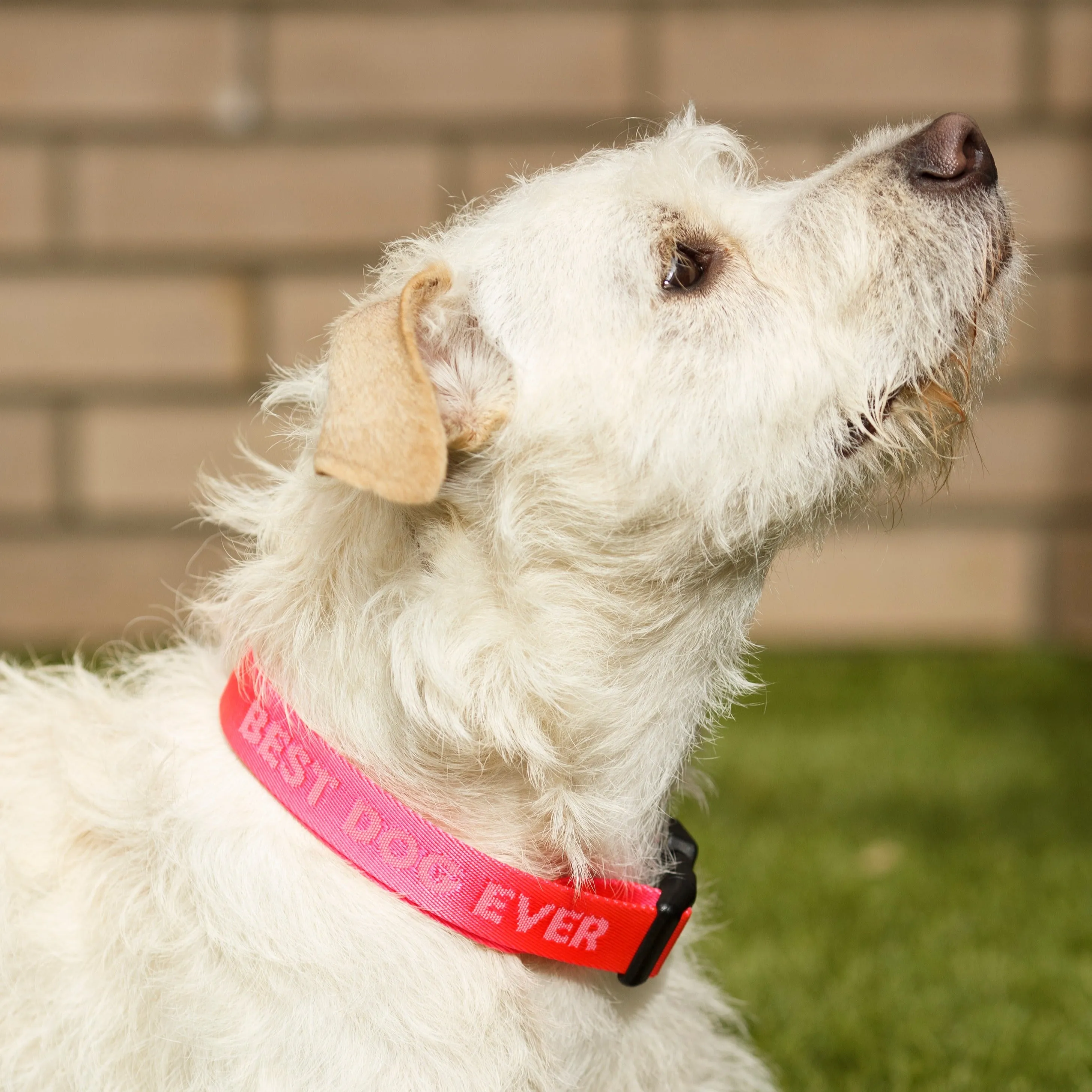 Best Dog Ever (Pink) Dog Collar
