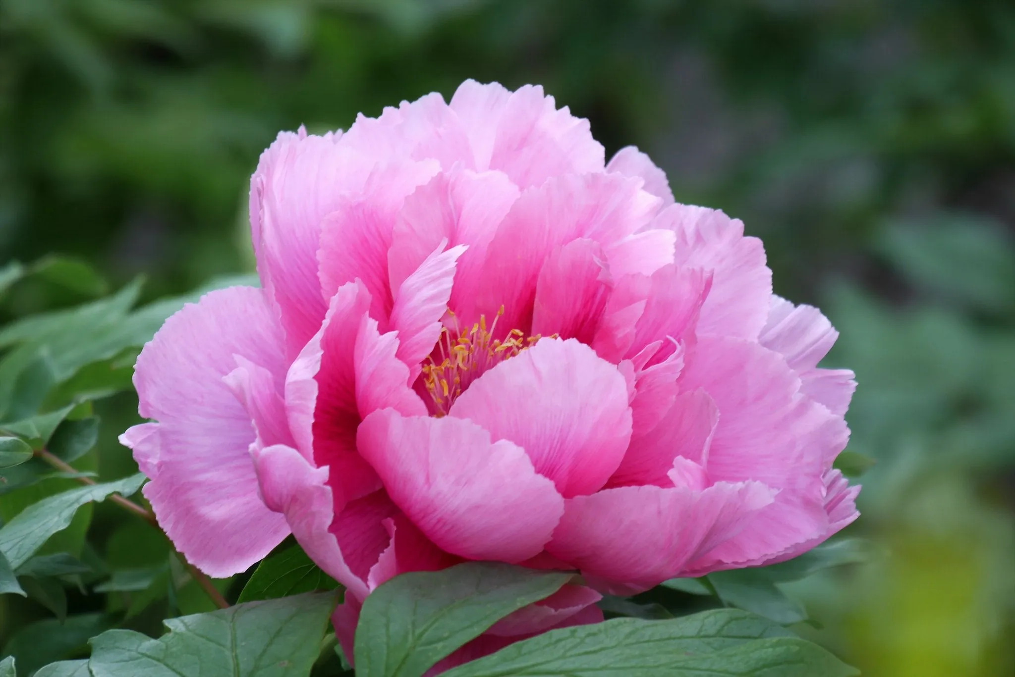 Tree Peony Paeonia suffruticosa 20 Seeds  USA Company