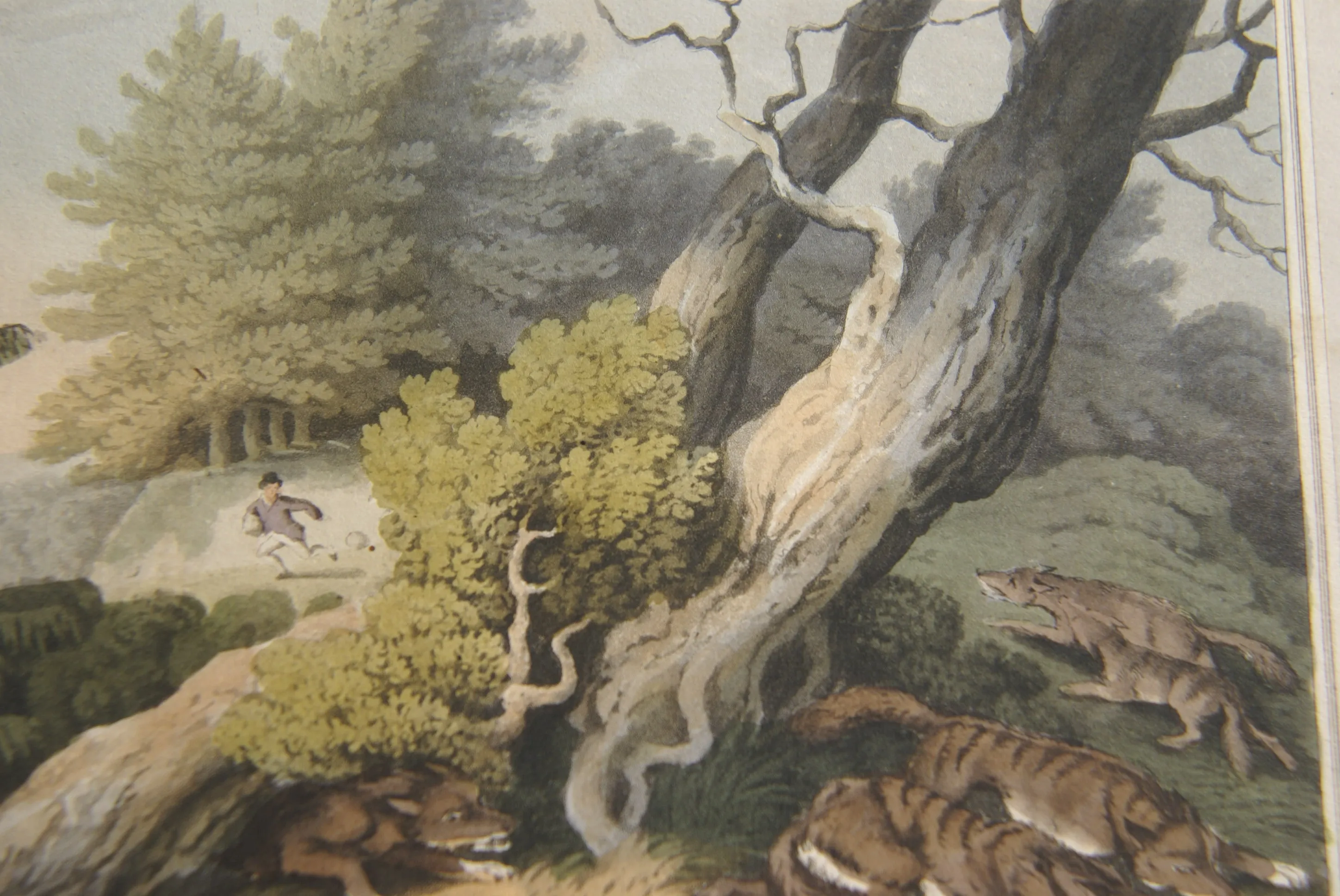 VERY RARE COLLECTOR ILLUSTRATION (1813) HAND COLORED QUARTO AQUATINT ENGRAVING FROM HOWITT & CAPTAIN WILLIAMSON’S AMERICAN ANECDOTE, WOLVES & BOY, FROM FOREIGN FIELD SPORTS, FISHERIES ETC… BY CAPTAIN WILLIAMSON.